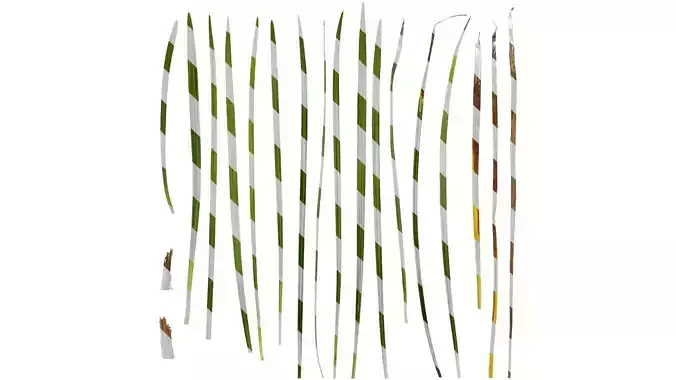 Anydrafts Ophiopogon japonicus Leaf 05 Texture