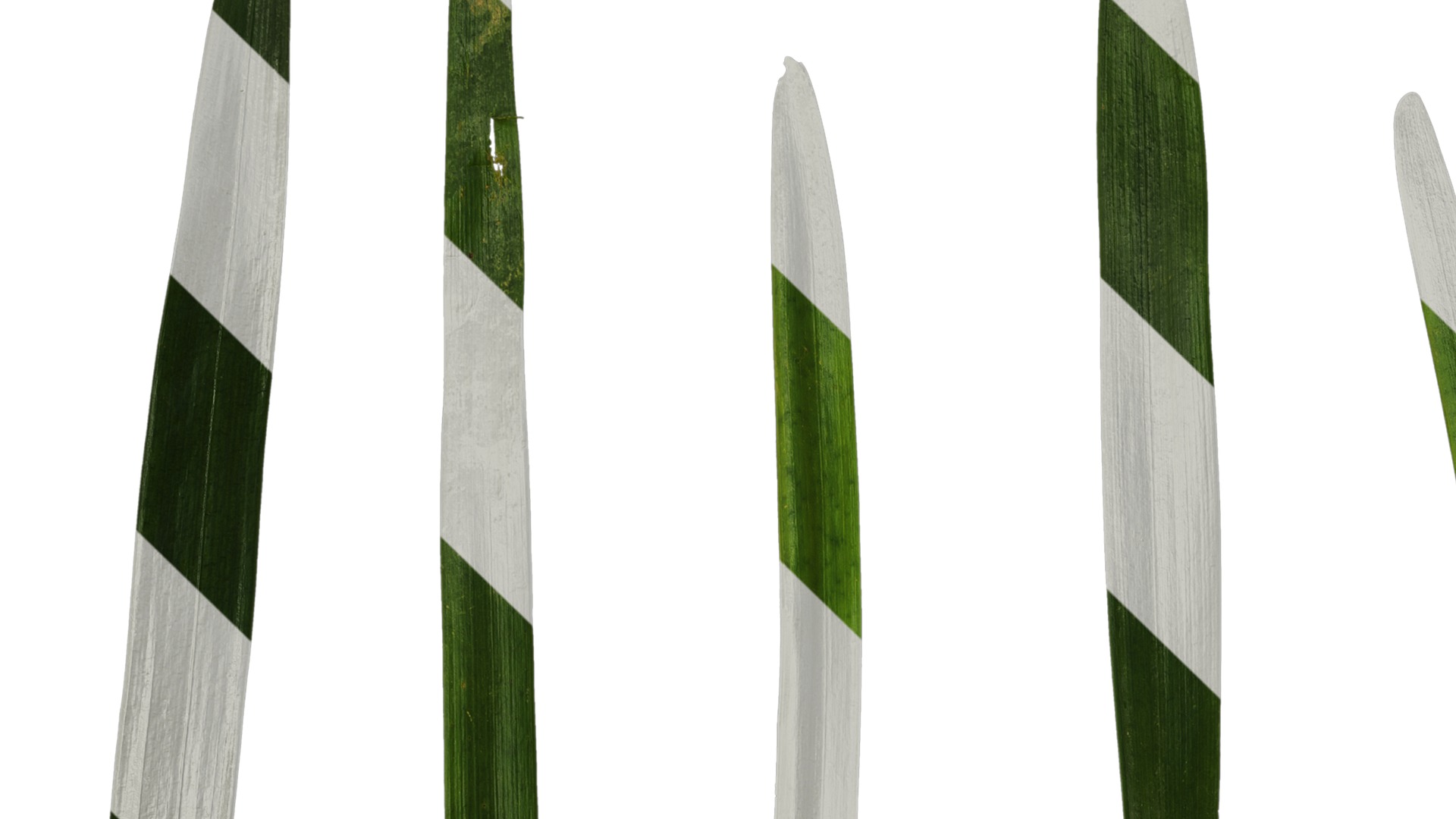 Anydrafts Ophiopogon japonicus Leaf 10 Texture_1