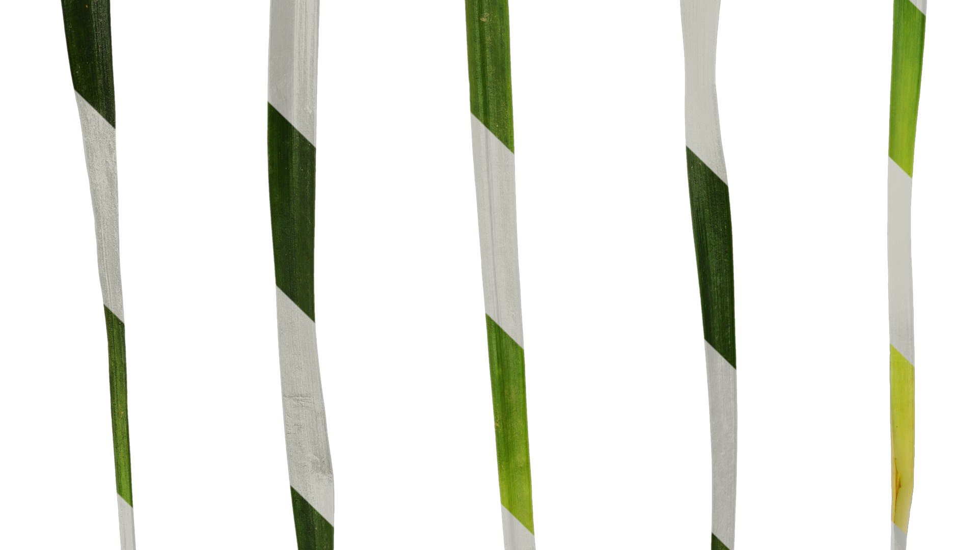 Anydrafts Ophiopogon japonicus Leaf 10 Texture_5