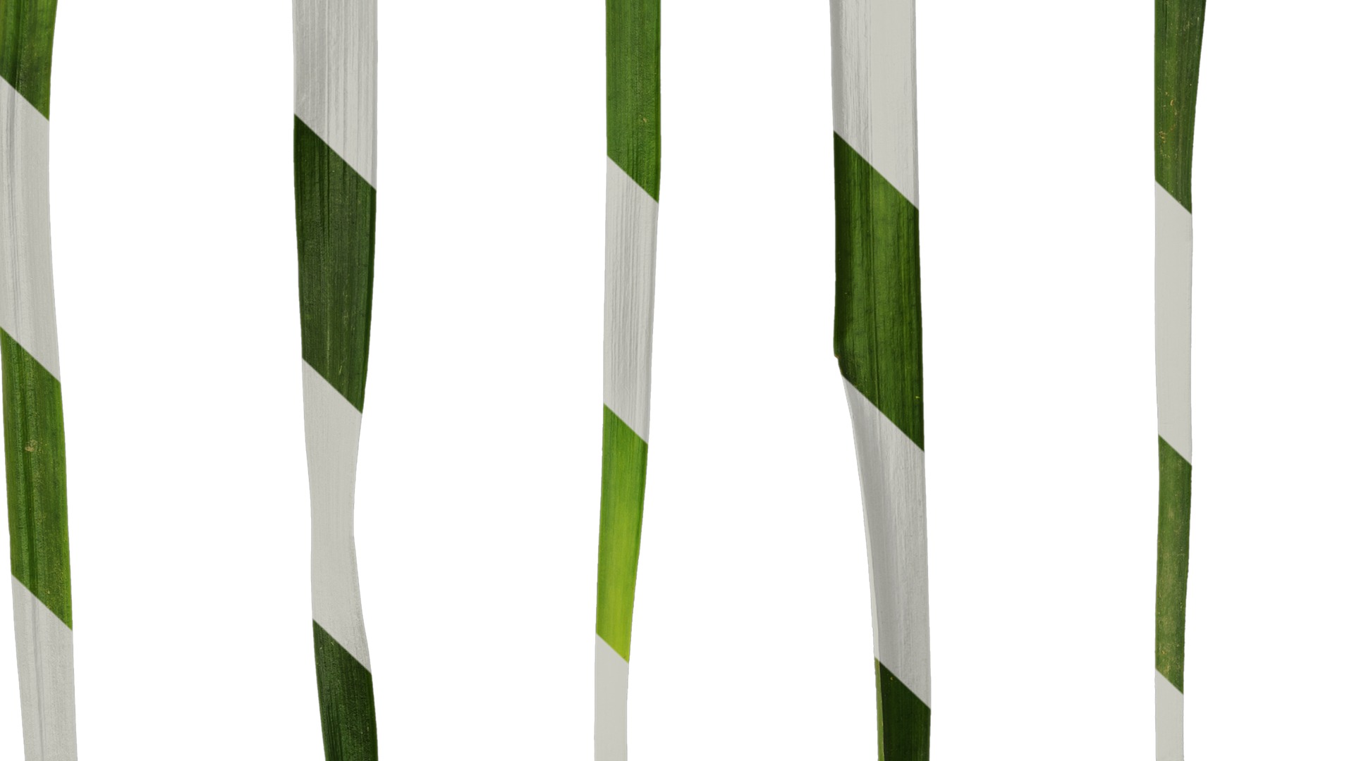 Anydrafts Ophiopogon japonicus Leaf 10 Texture_7