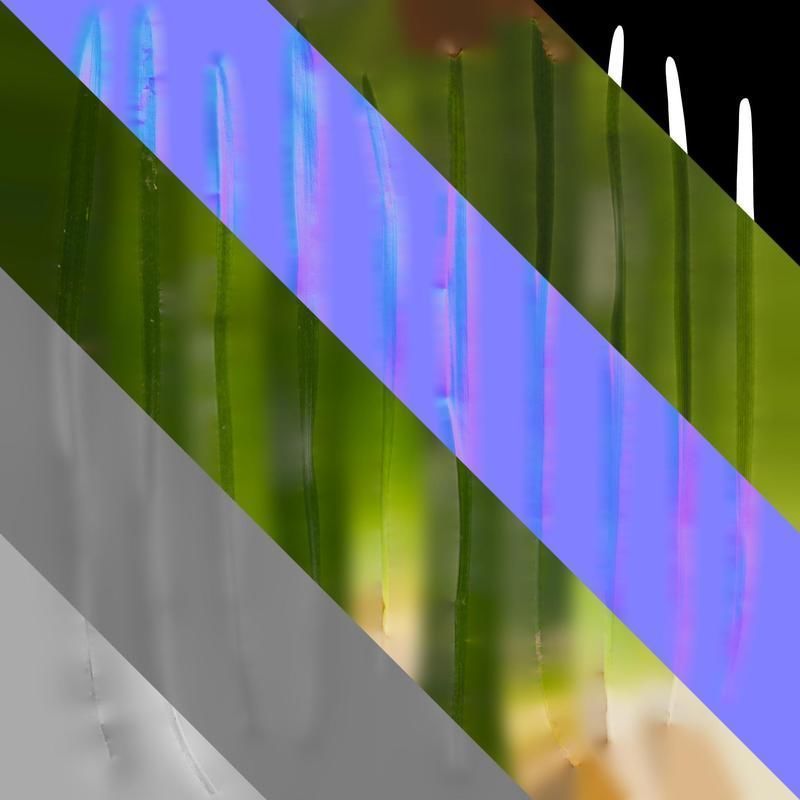 Anydrafts Ophiopogon japonicus Leaf 10 Texture_8