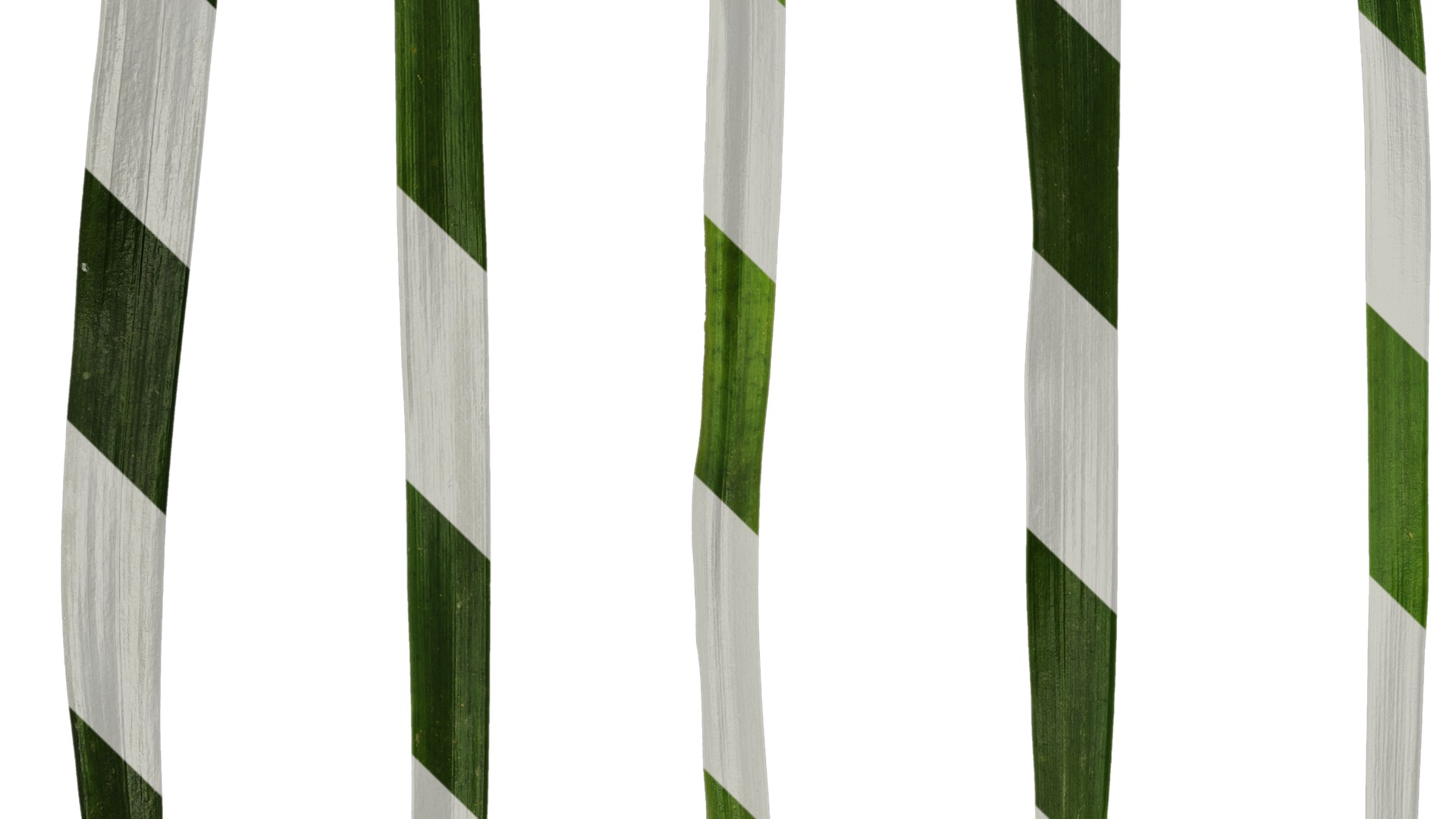 Anydrafts Ophiopogon japonicus Leaf 10 Texture_3