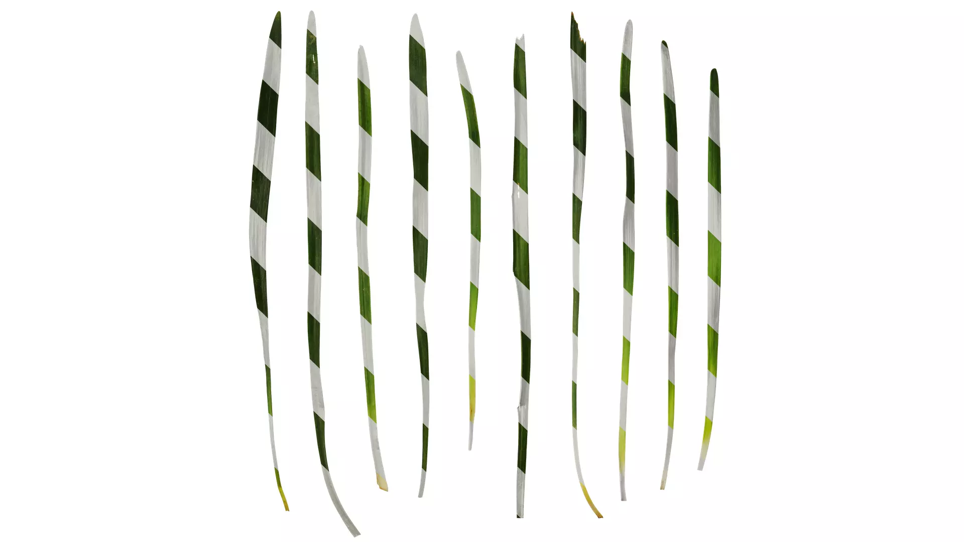 Anydrafts Ophiopogon japonicus Leaf 10 Texture_0