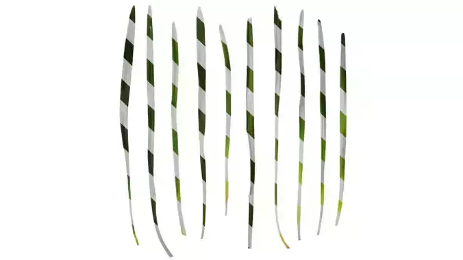 Anydrafts Ophiopogon japonicus Leaf 10