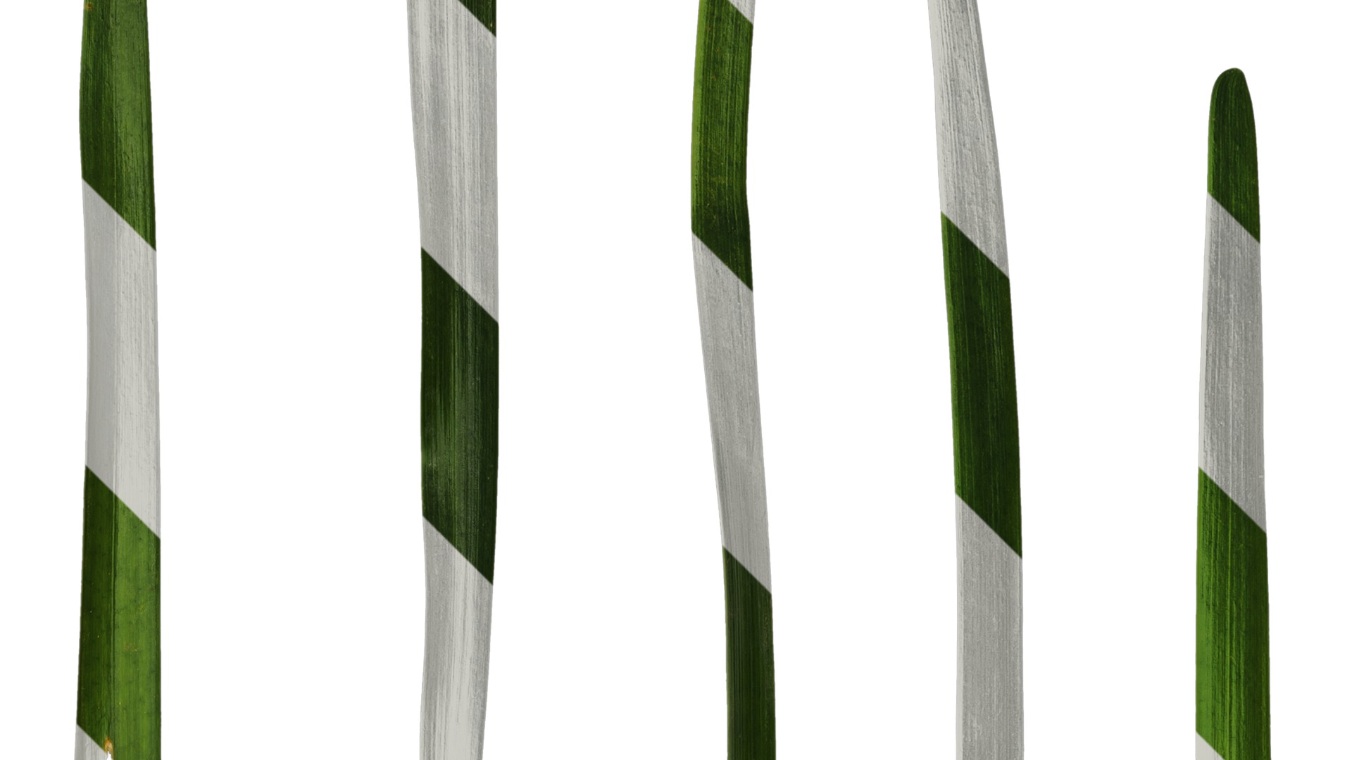 Anydrafts Ophiopogon japonicus Leaf 10 Texture_2