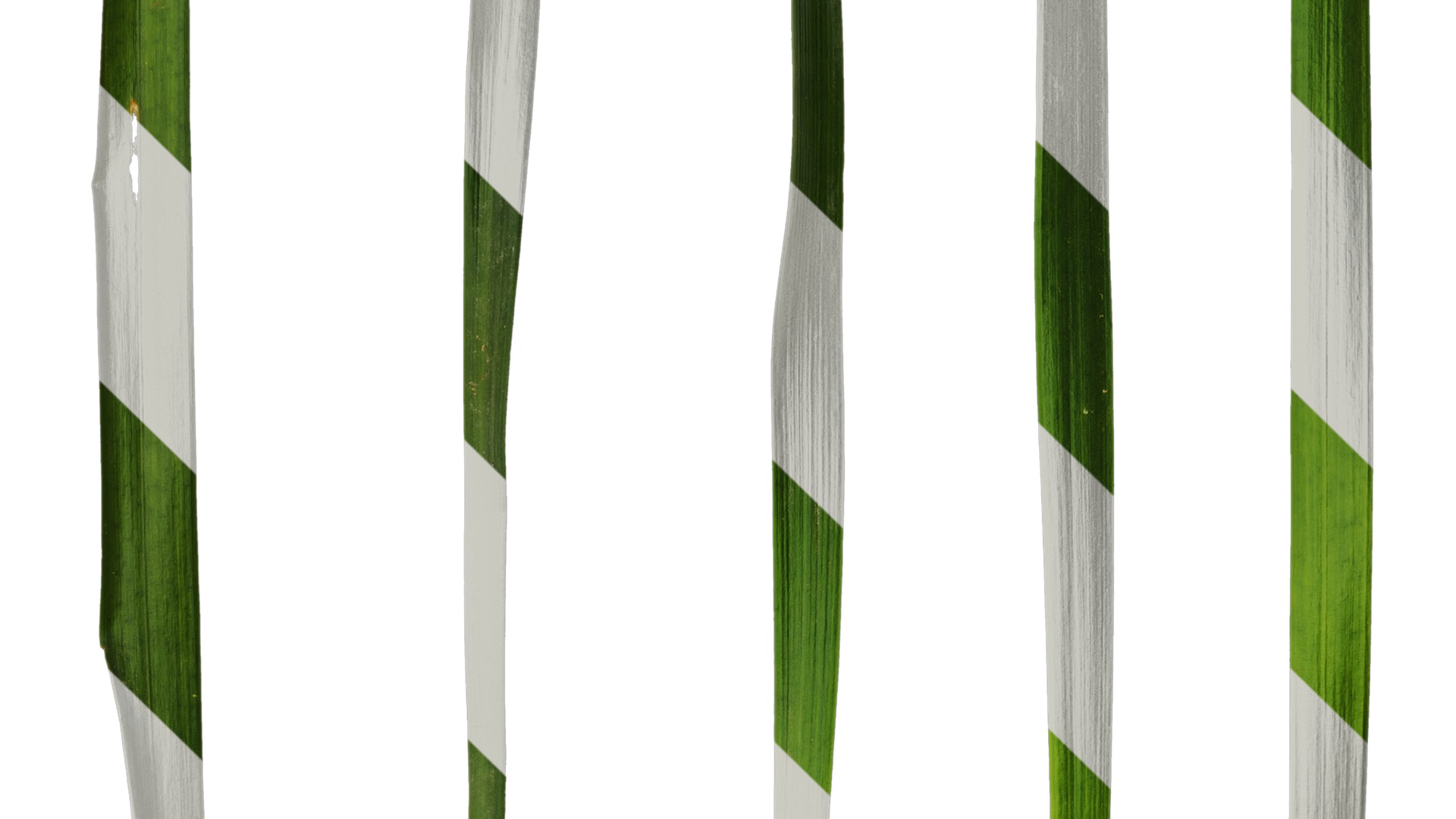 Anydrafts Ophiopogon japonicus Leaf 10 Texture_4