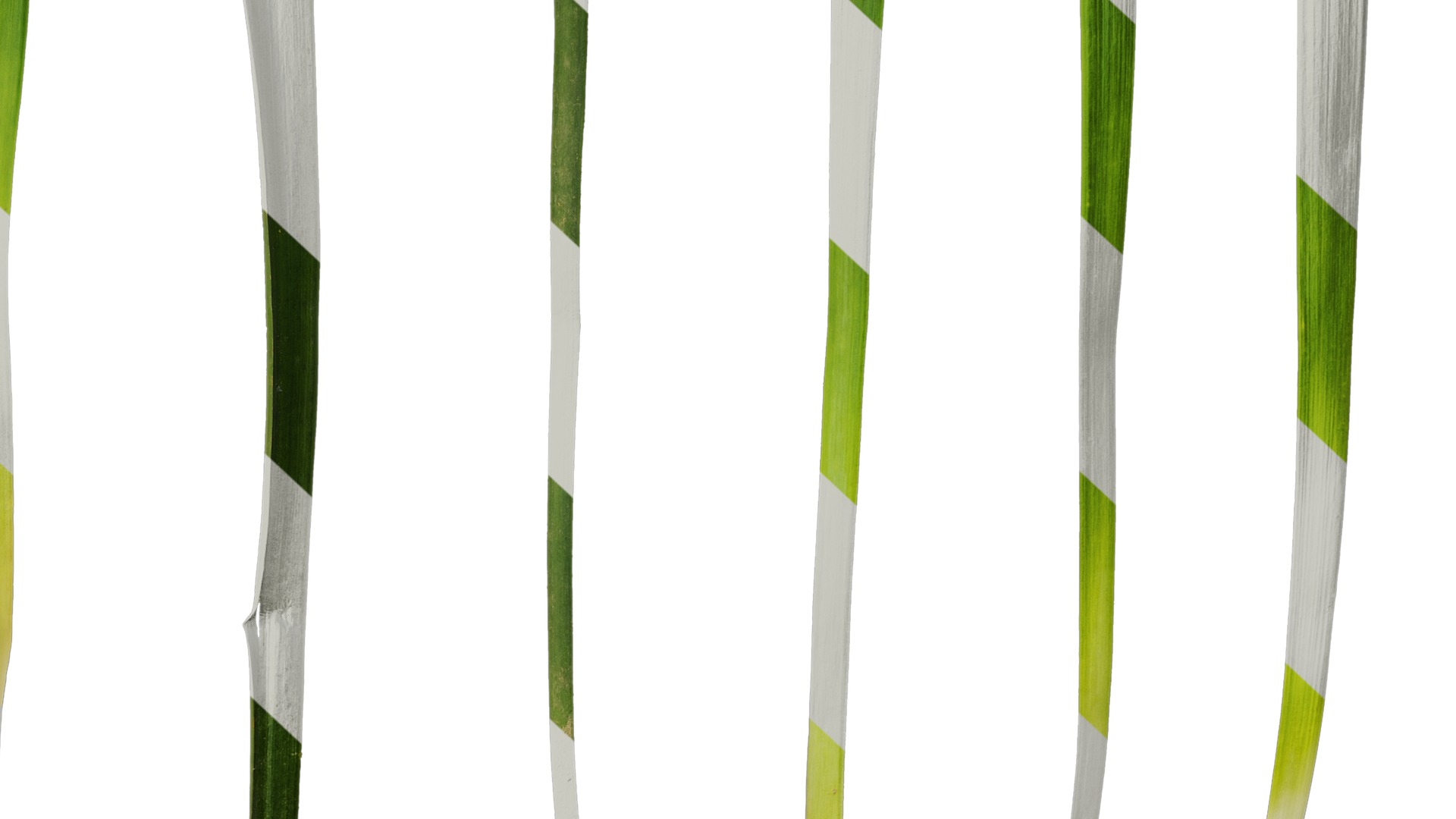 Anydrafts Ophiopogon japonicus Leaf 10 Texture_6