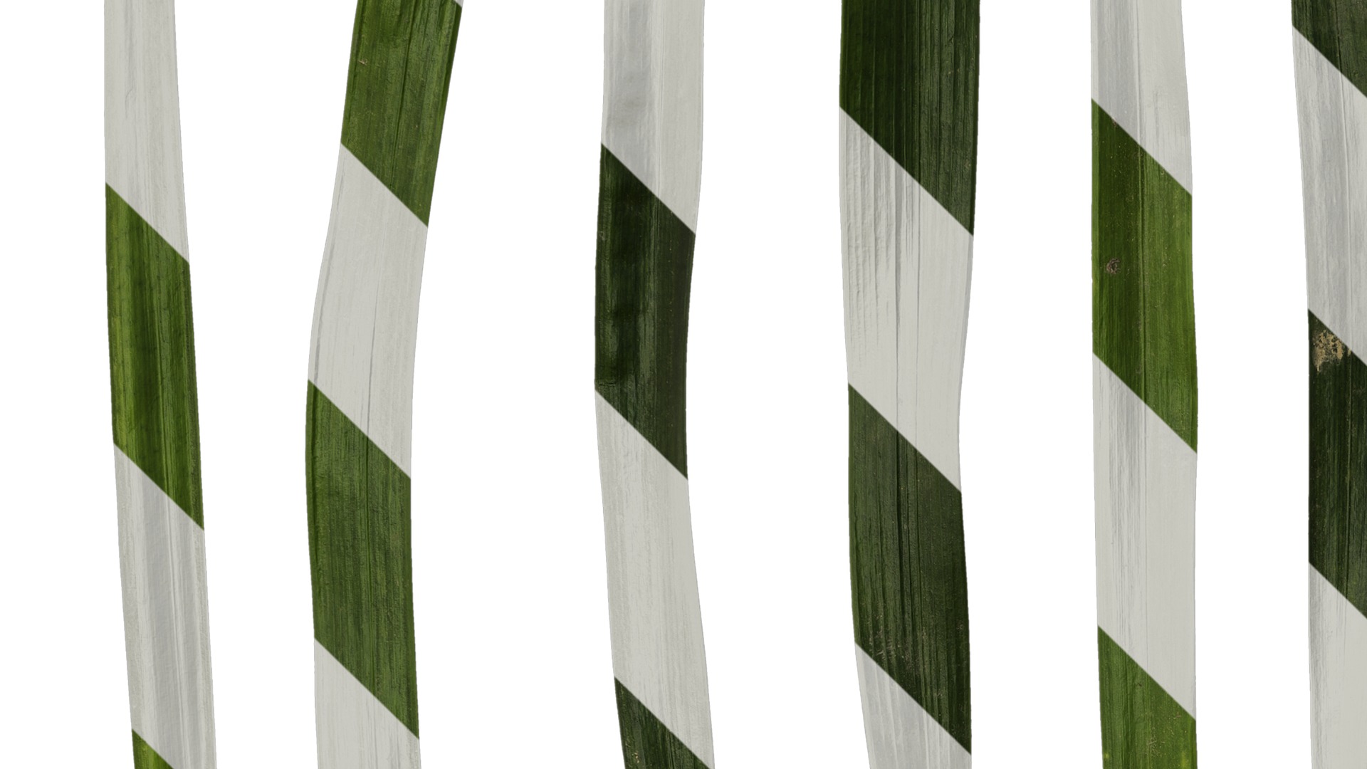 Anydrafts Ophiopogon japonicus Leaf 11 Texture_3