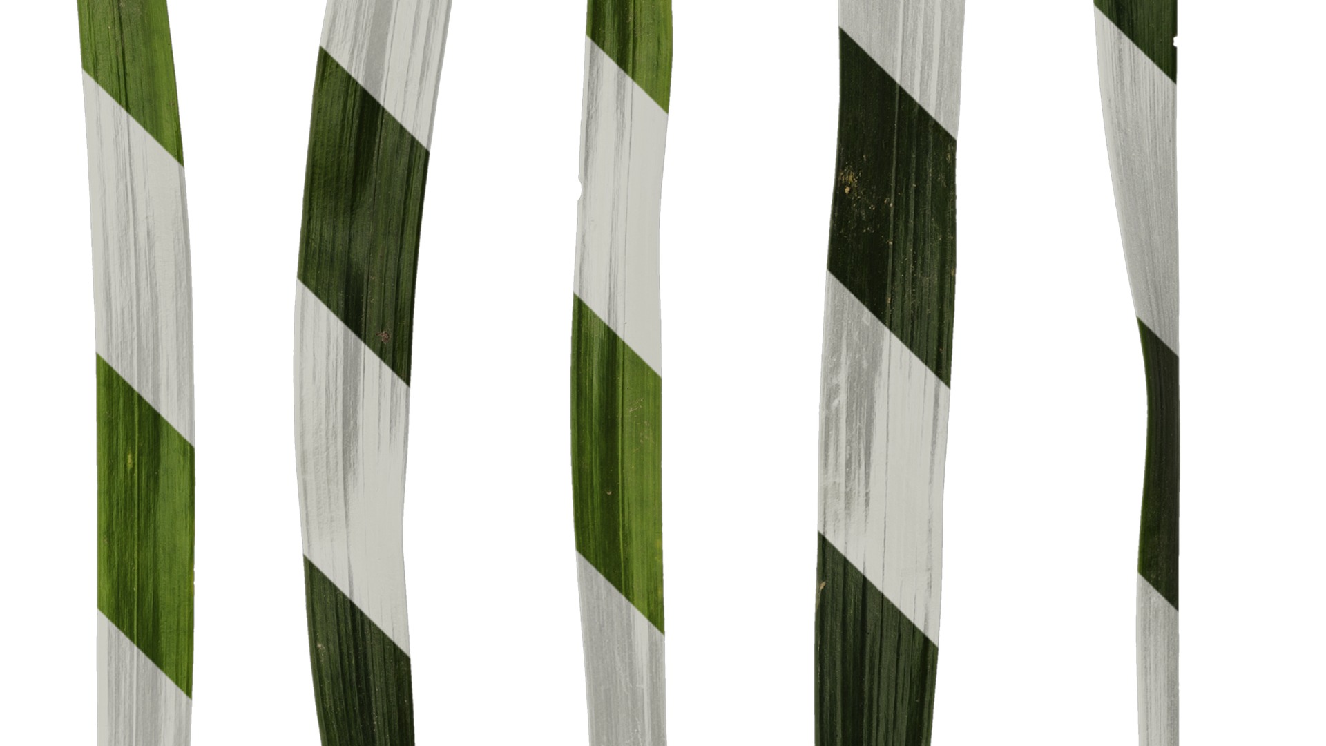 Anydrafts Ophiopogon japonicus Leaf 11 Texture_4