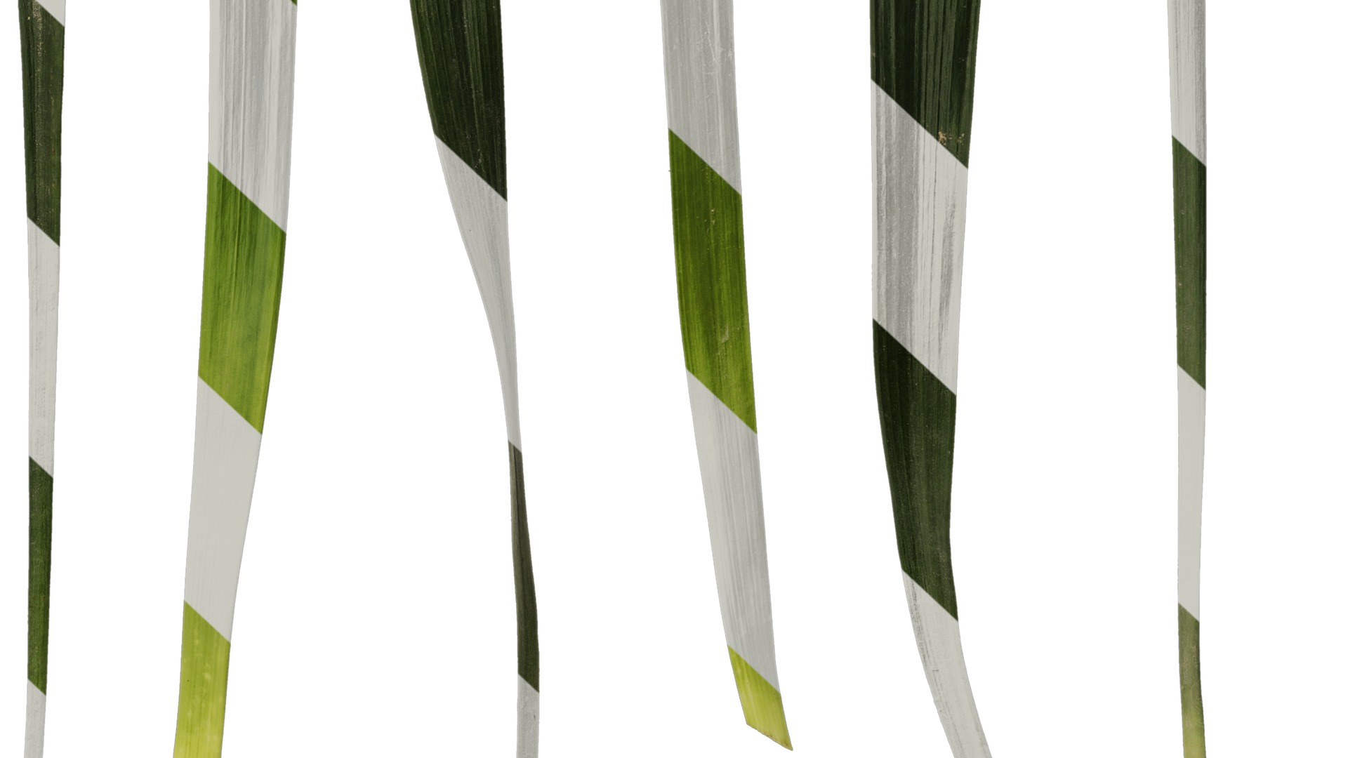 Anydrafts Ophiopogon japonicus Leaf 11 Texture_6