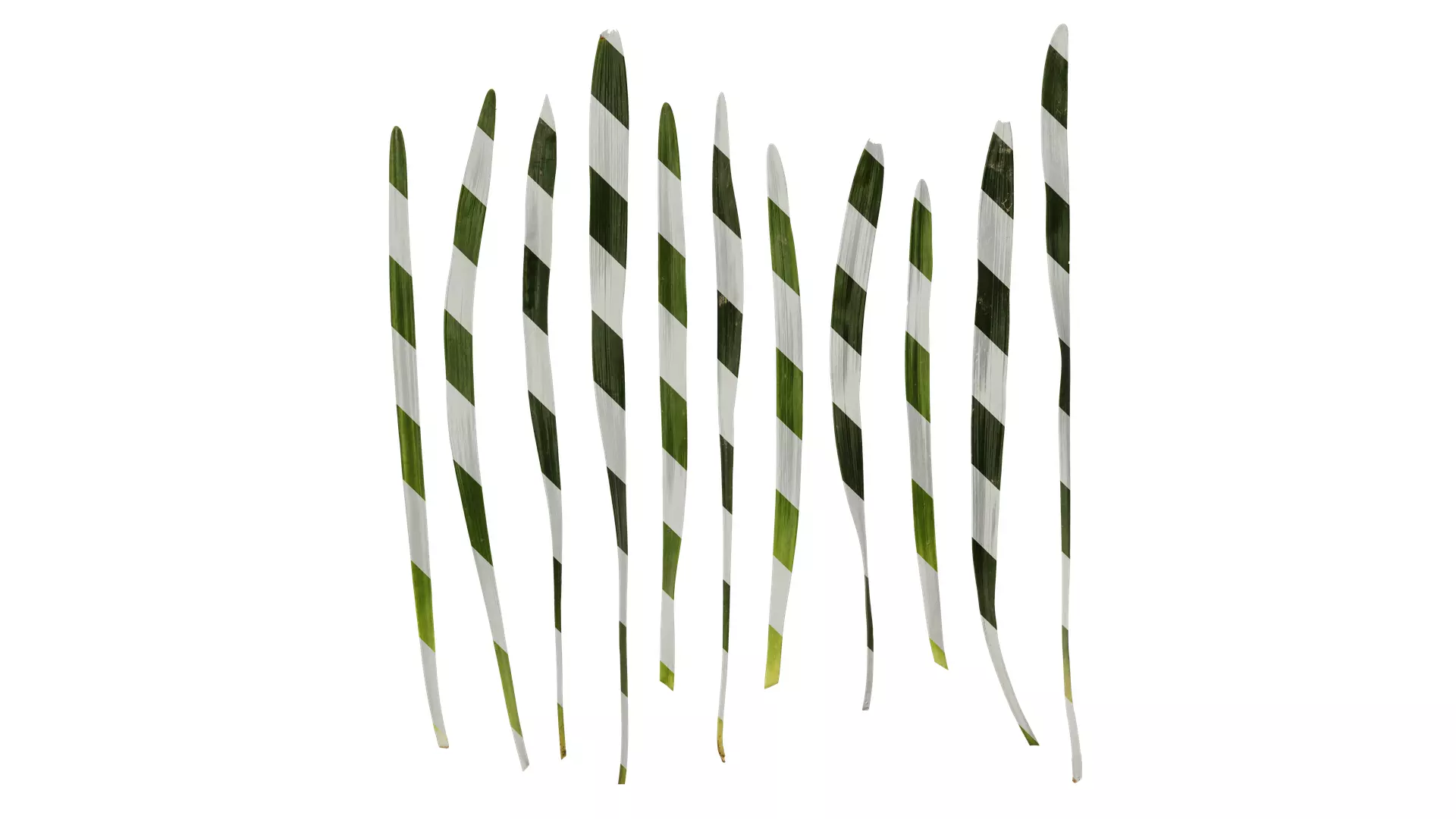 Anydrafts Ophiopogon japonicus Leaf 11 Texture_0