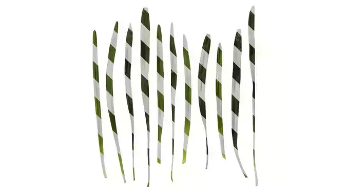 Anydrafts Ophiopogon japonicus Leaf 11