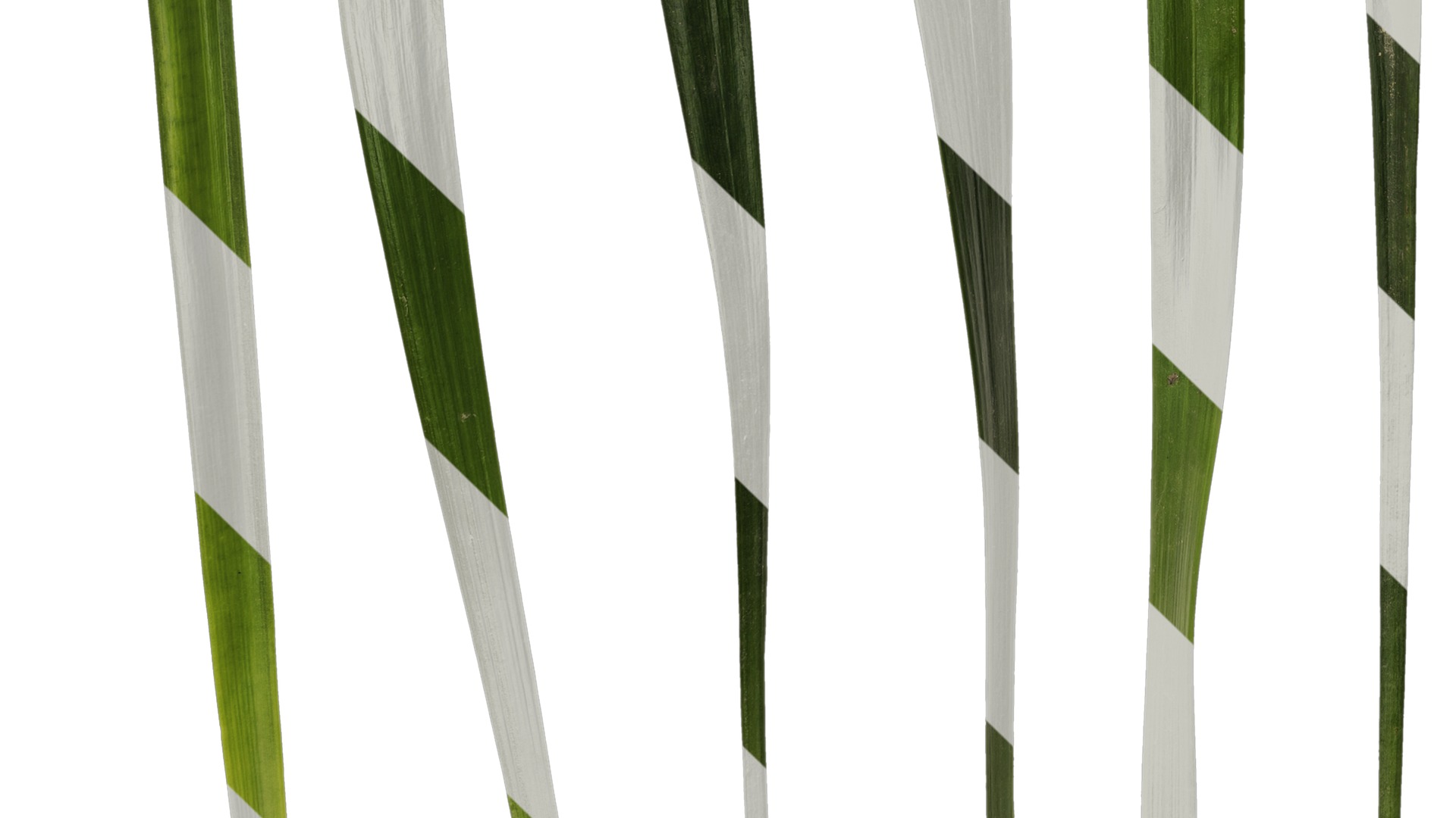 Anydrafts Ophiopogon japonicus Leaf 11 Texture_5