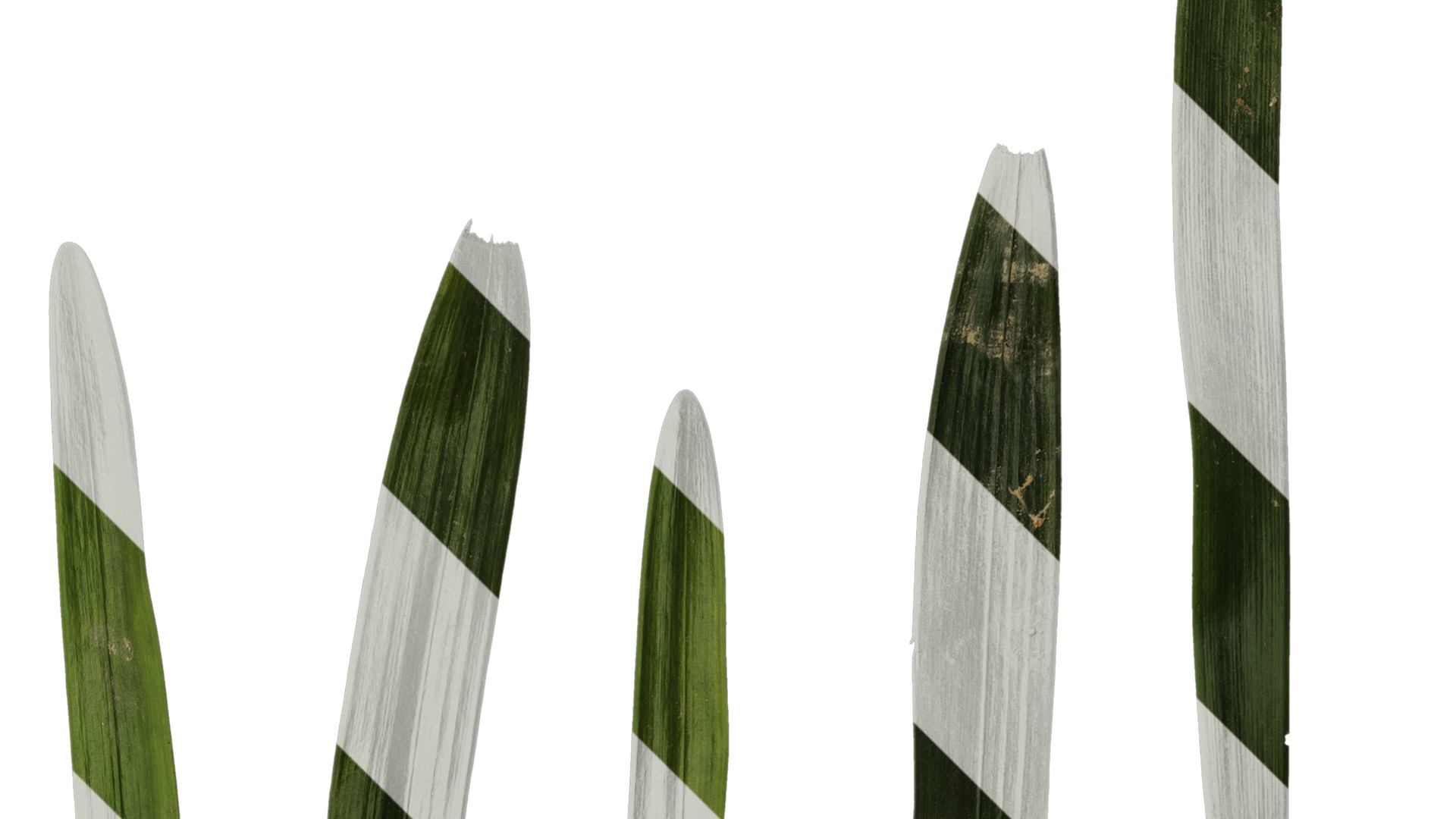 Anydrafts Ophiopogon japonicus Leaf 11 Texture_2