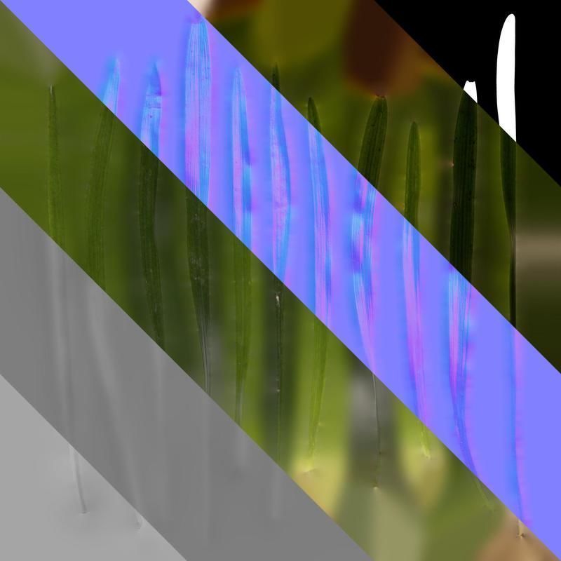 Anydrafts Ophiopogon japonicus Leaf 11 Texture_8