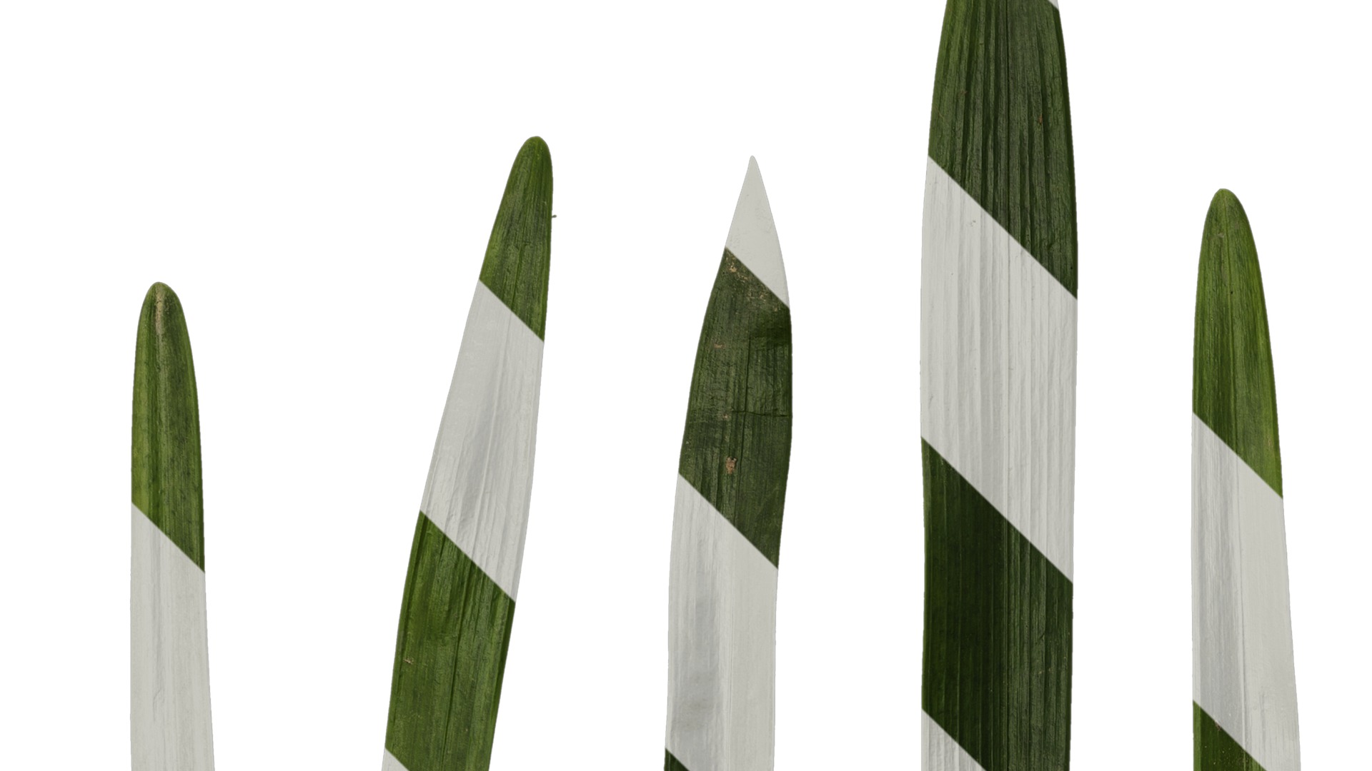 Anydrafts Ophiopogon japonicus Leaf 11 Texture_1