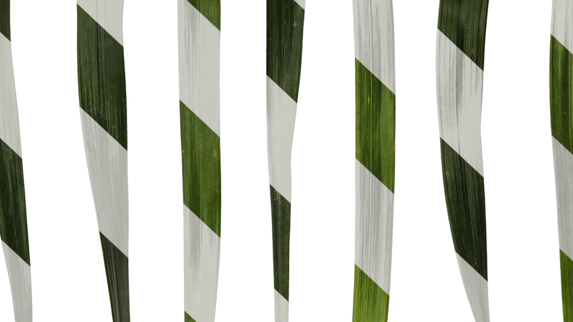 Anydrafts Ophiopogon japonicus Leaf 11 Texture_7