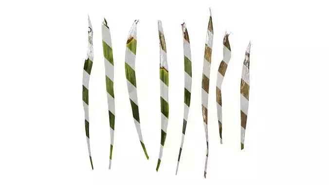 Anydrafts Ophiopogon japonicus Leaf 12