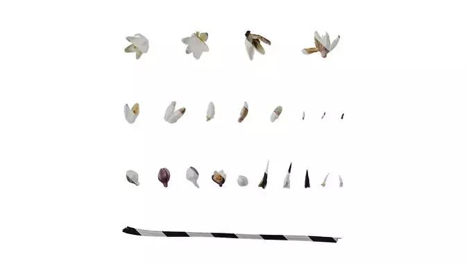 Anydrafts Ophiopogon planiscapus Flower 01