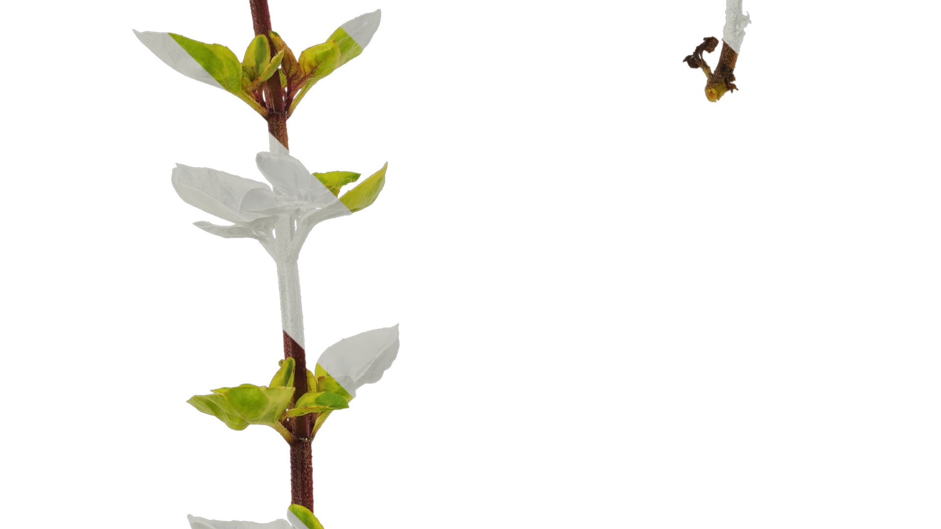 Anydrafts Origanum vulgare variegatum Atlas 01 Texture_3