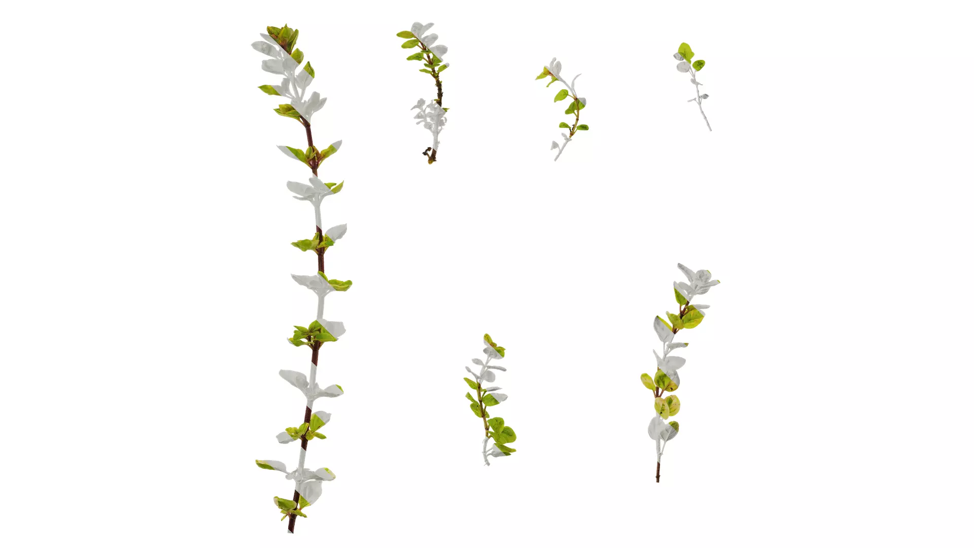 Anydrafts Origanum vulgare variegatum Atlas 01 Texture_0