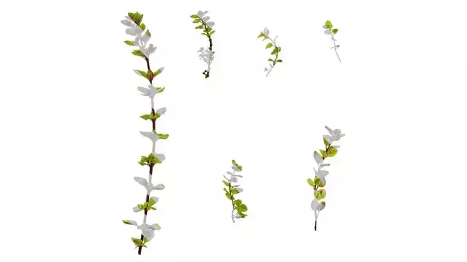 Anydrafts Origanum vulgare variegatum Atlas 01