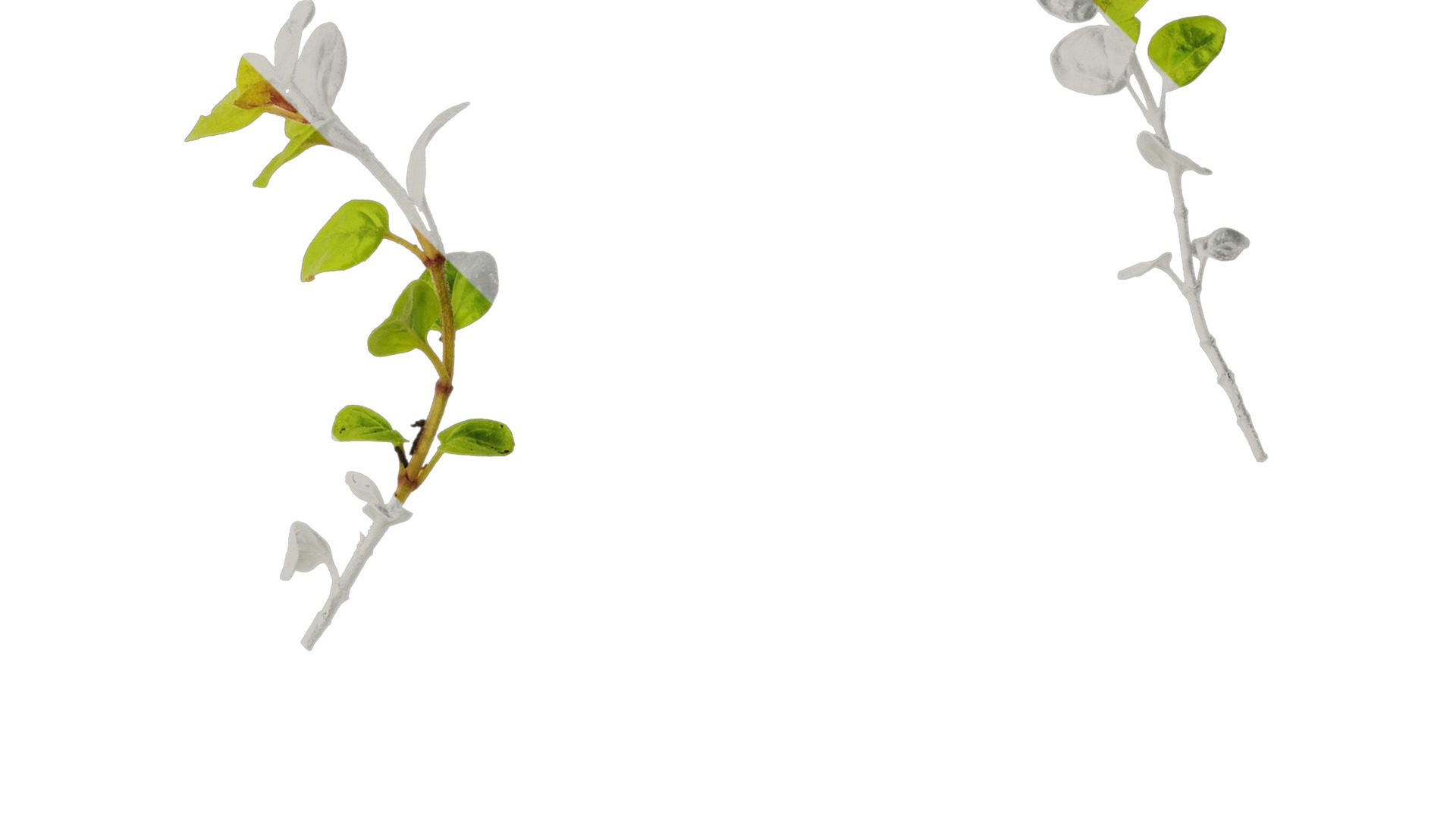 Anydrafts Origanum vulgare variegatum Atlas 01 Texture_2