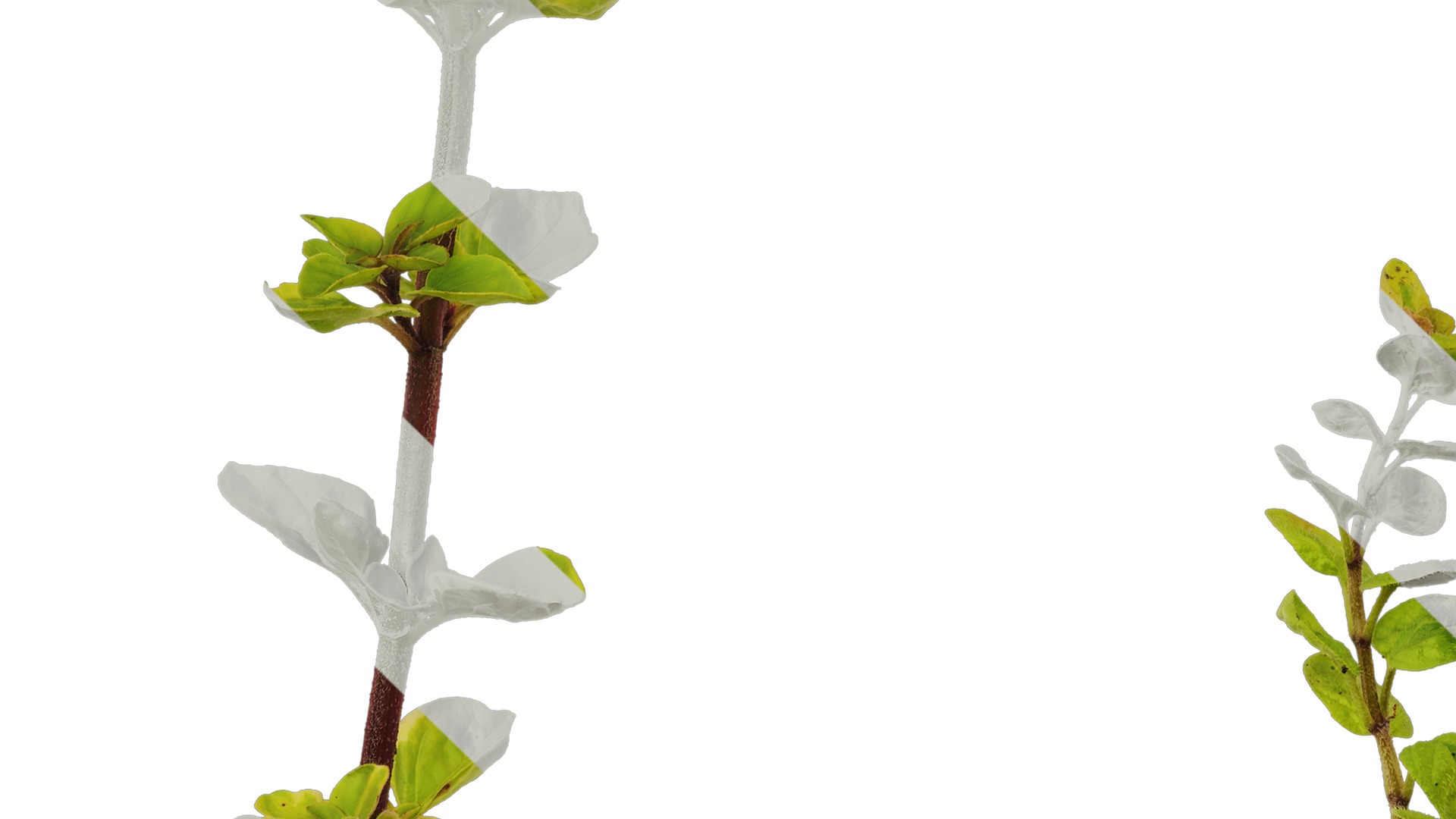 Anydrafts Origanum vulgare variegatum Atlas 01 Texture_5