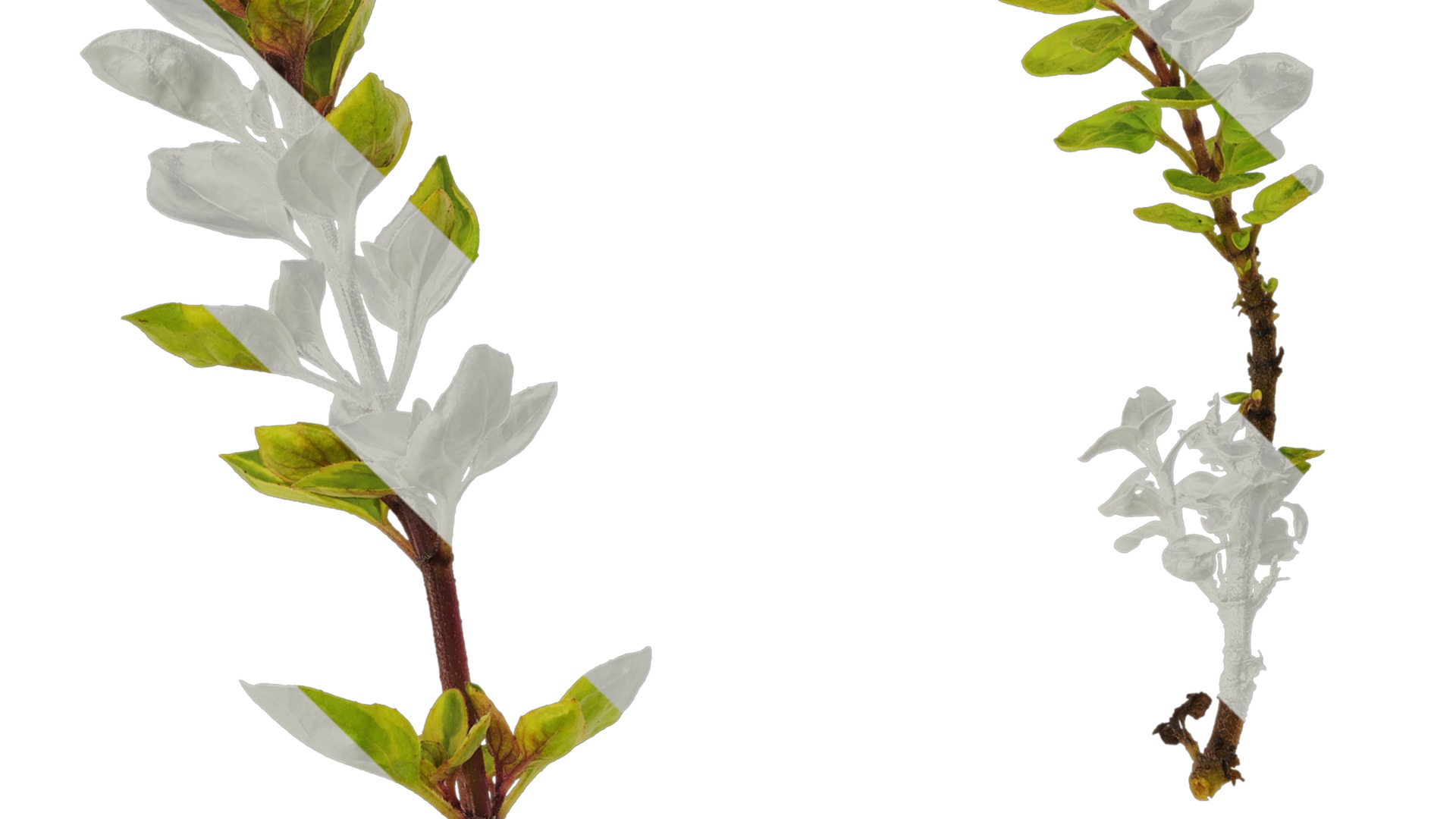 Anydrafts Origanum vulgare variegatum Atlas 01 Texture_1