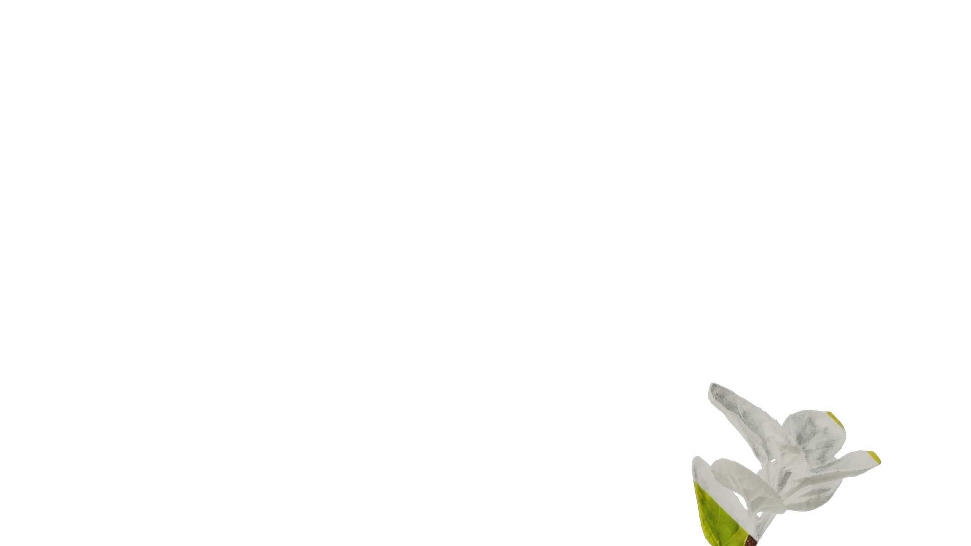 Anydrafts Origanum vulgare variegatum Atlas 01 Texture_4