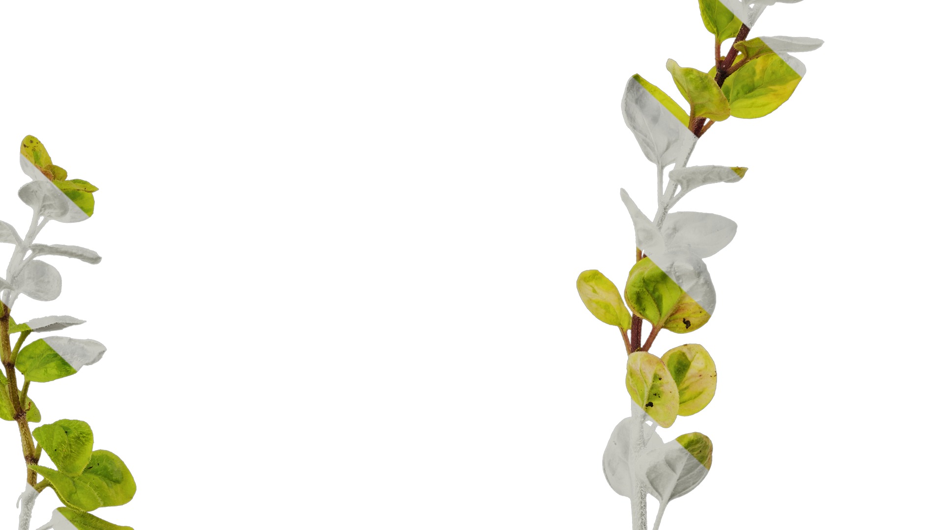 Anydrafts Origanum vulgare variegatum Atlas 01 Texture_6