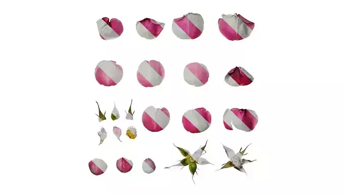 Anydrafts Rosa rugosa Flower 04