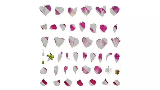 Anydrafts Rosa rugosa Flower 05