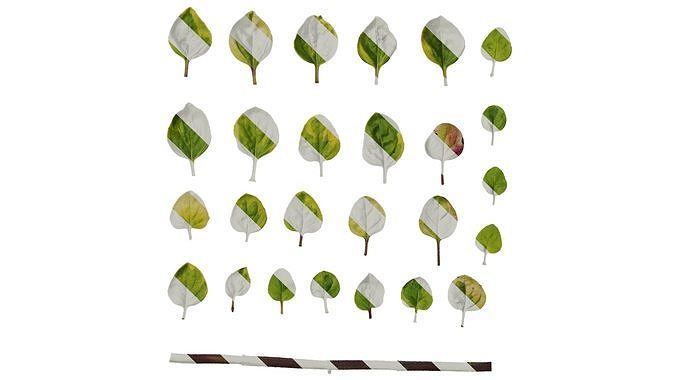 Anydrafts Origanum vulgare variegatum Leaf 01 Texture