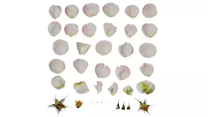 Anydrafts Rosa rugosa Flower 08