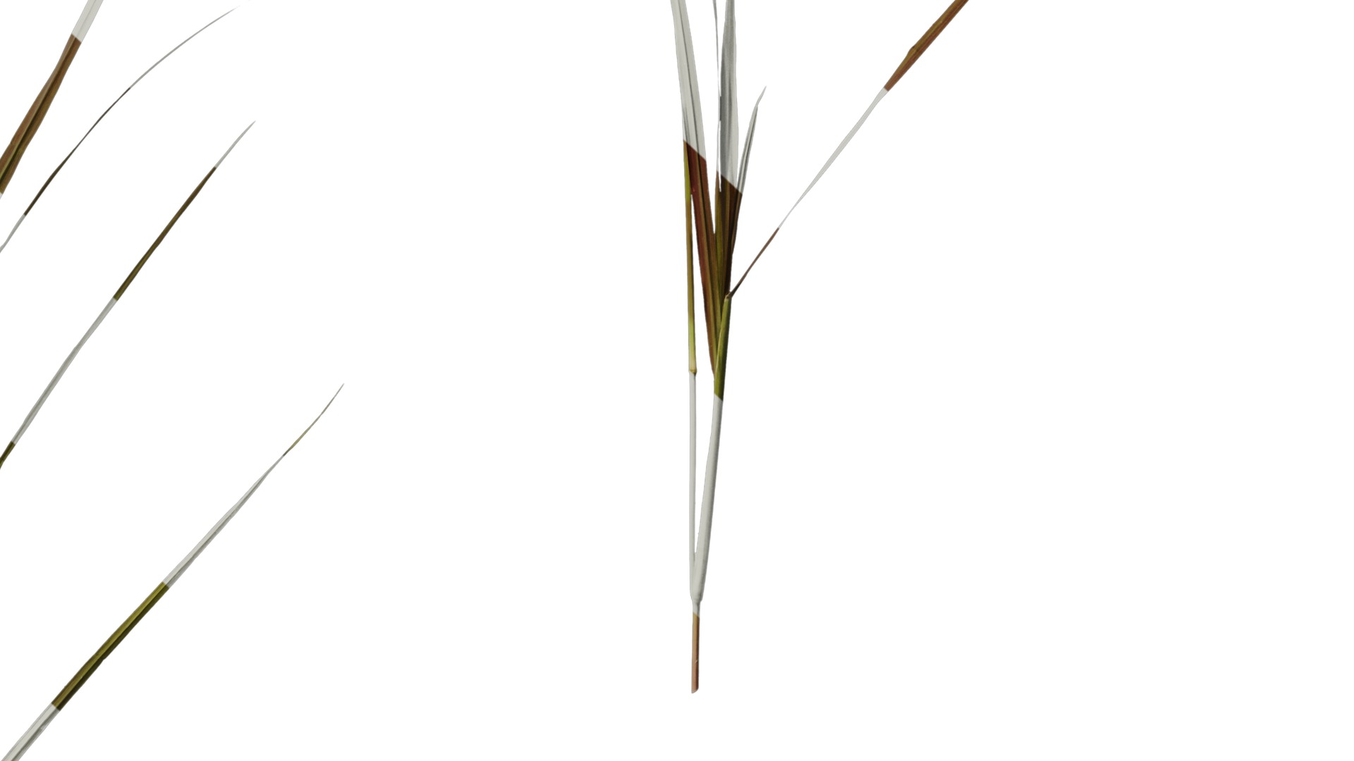 Anydrafts Pennisetum alopecuroides Atlas 01 Texture_6