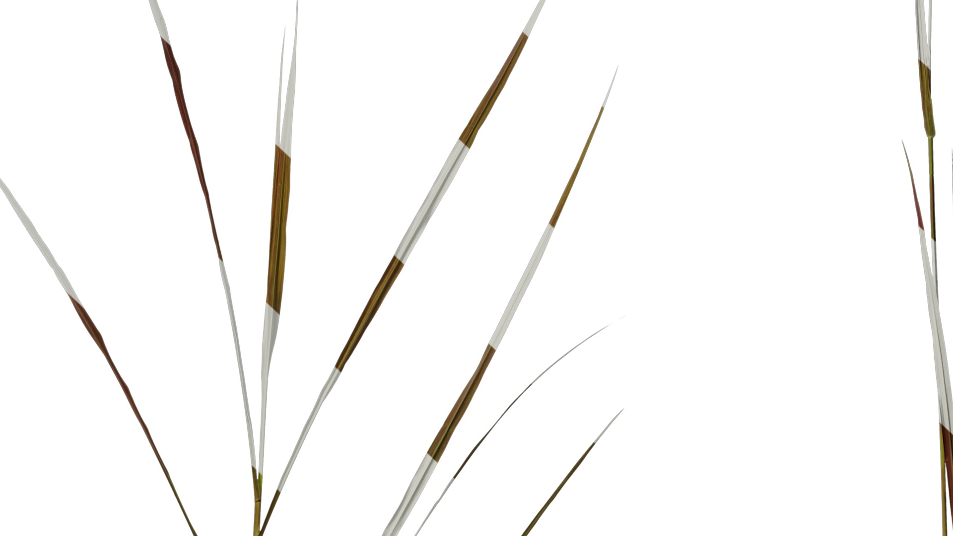 Anydrafts Pennisetum alopecuroides Atlas 01 Texture_7