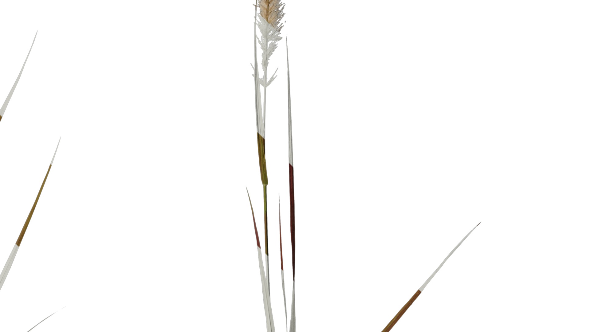 Anydrafts Pennisetum alopecuroides Atlas 01 Texture_4