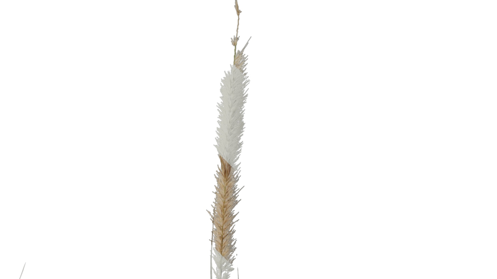Anydrafts Pennisetum alopecuroides Atlas 01 Texture_2
