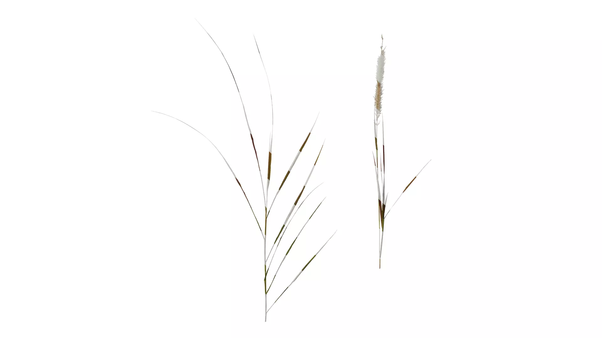 Anydrafts Pennisetum alopecuroides Atlas 01 Texture_0