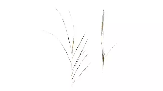 Anydrafts Pennisetum alopecuroides Atlas 01