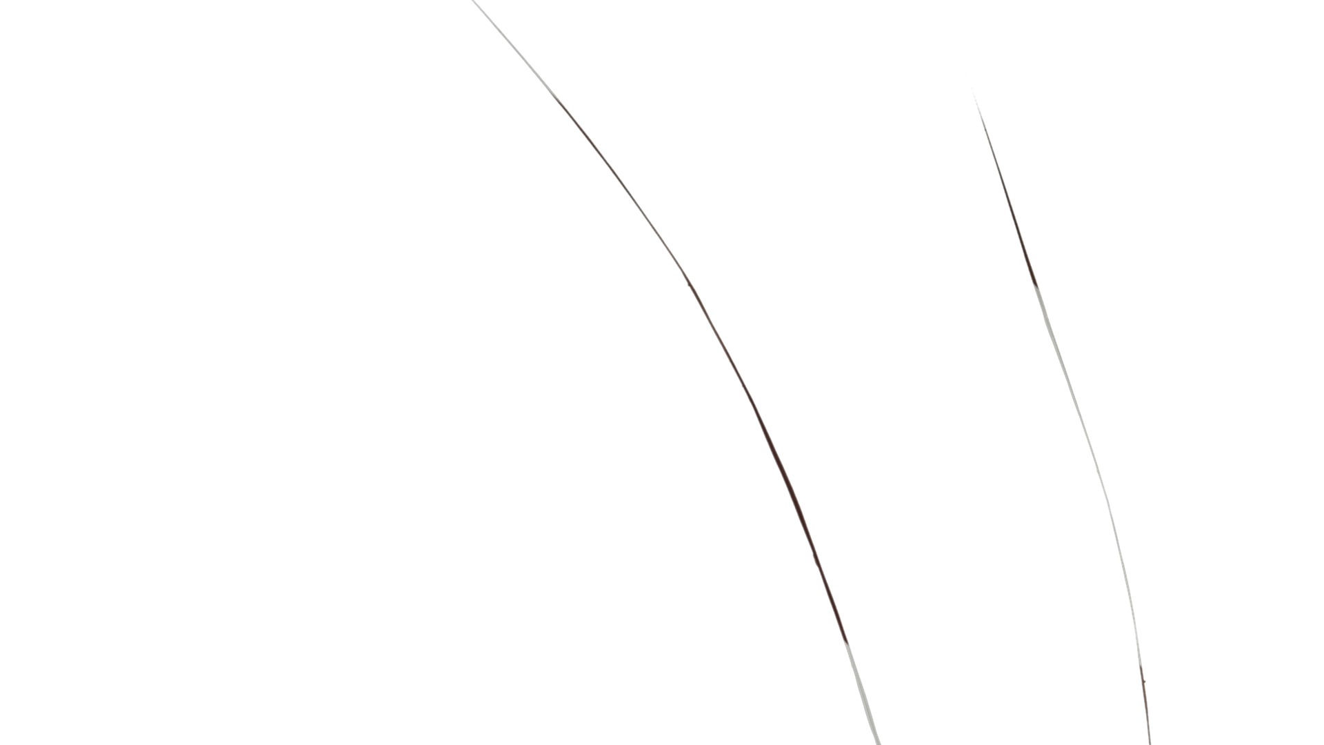 Anydrafts Pennisetum alopecuroides Atlas 01 Texture_1