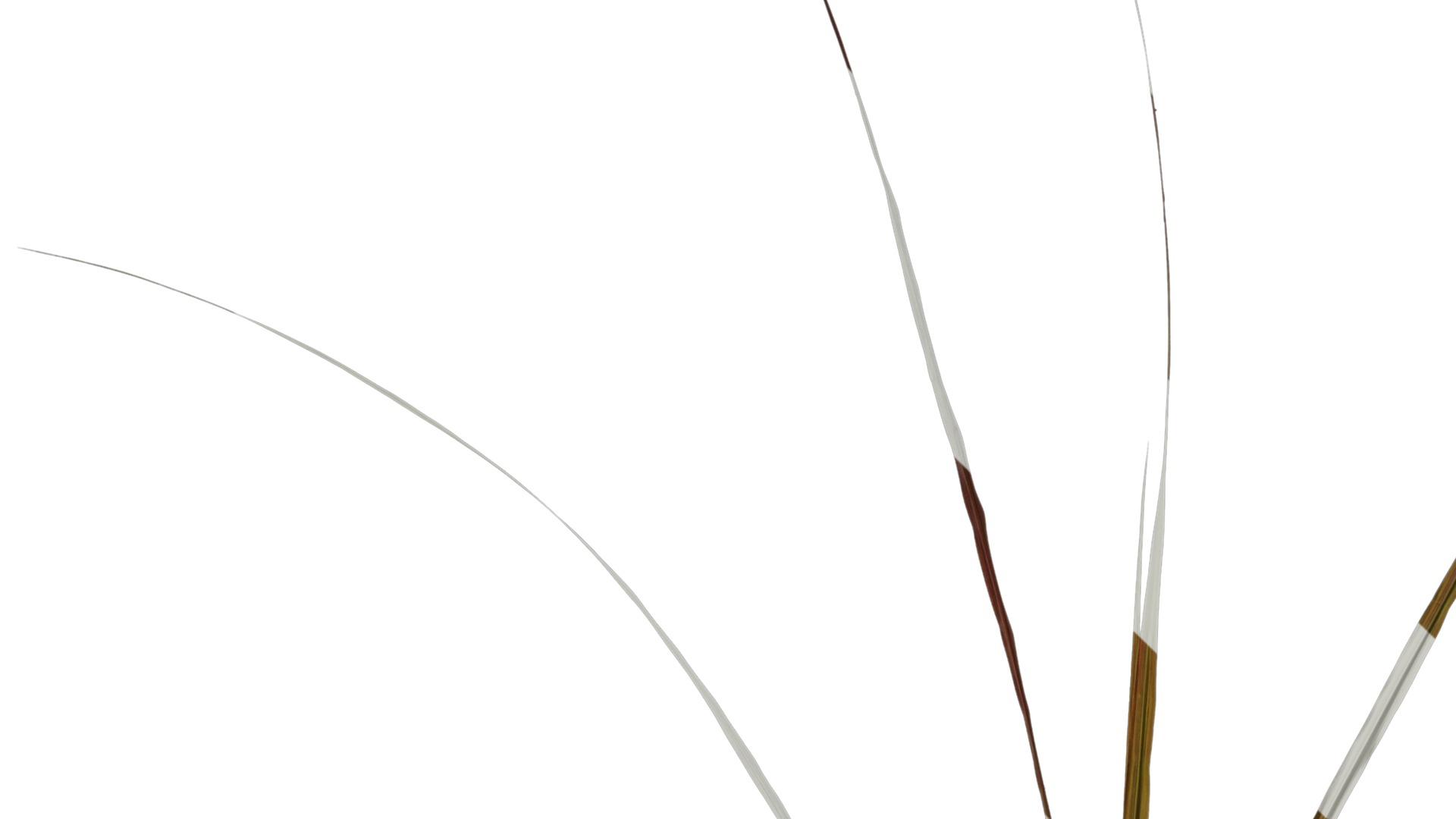 Anydrafts Pennisetum alopecuroides Atlas 01 Texture_3