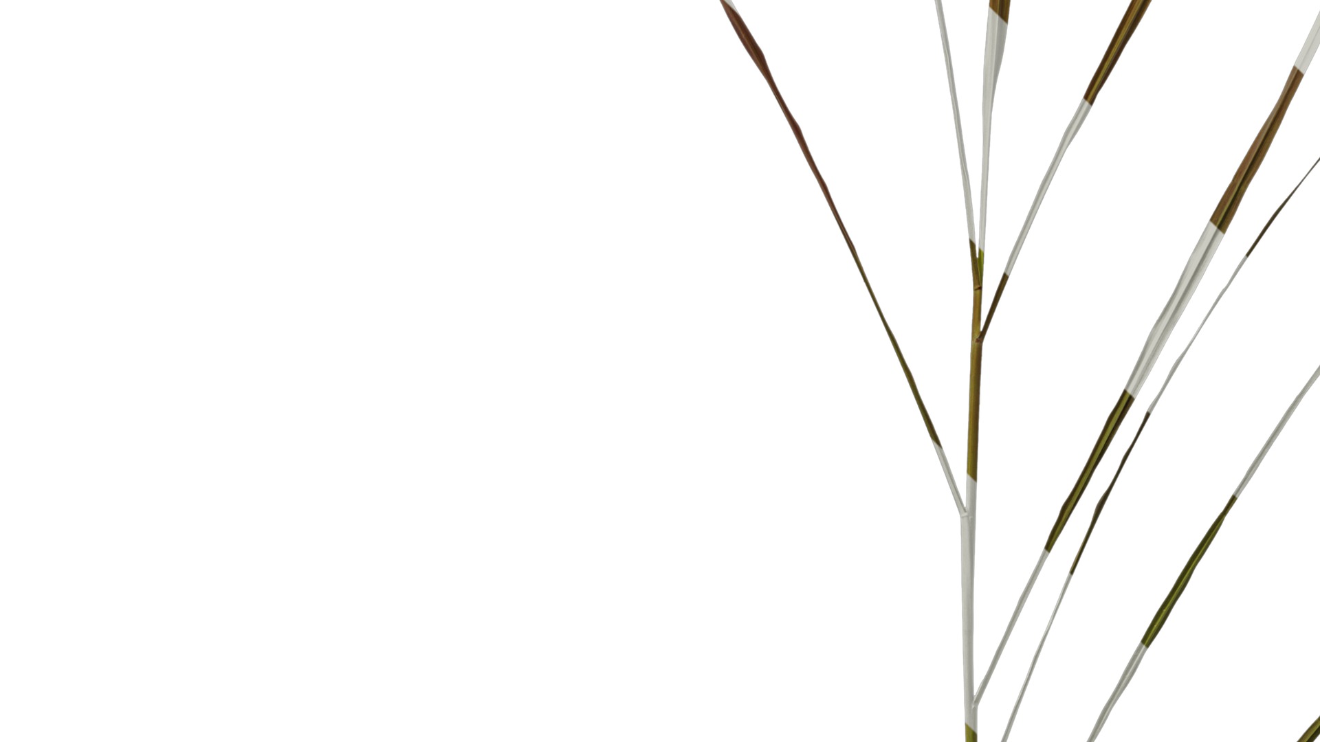 Anydrafts Pennisetum alopecuroides Atlas 01 Texture_5