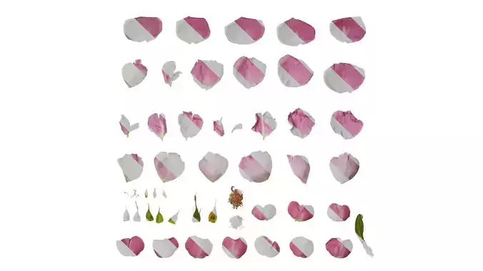 Anydrafts Rosa rugosa Flower 48