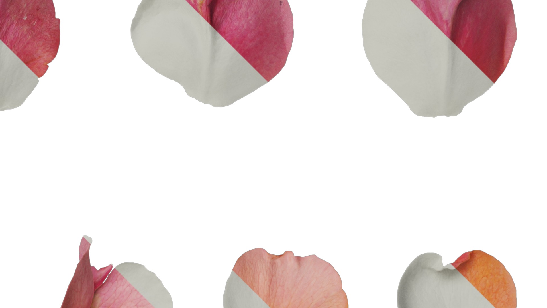 Anydrafts Rosa rugosa Flower 54 Texture_2