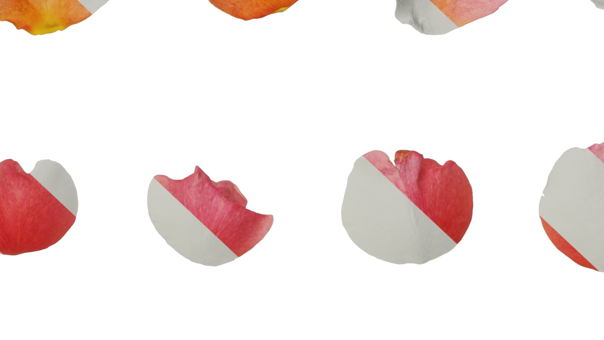 Anydrafts Rosa rugosa Flower 54 Texture_7