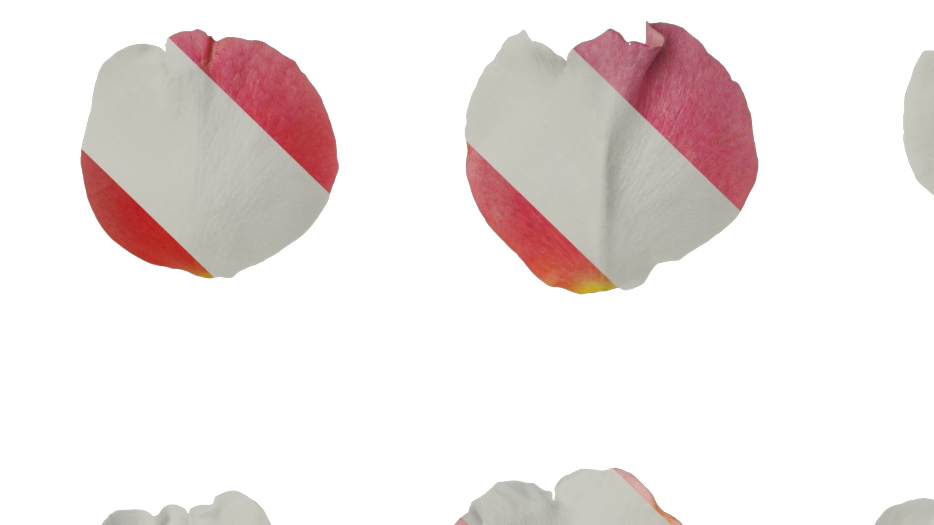 Anydrafts Rosa rugosa Flower 54 Texture_1