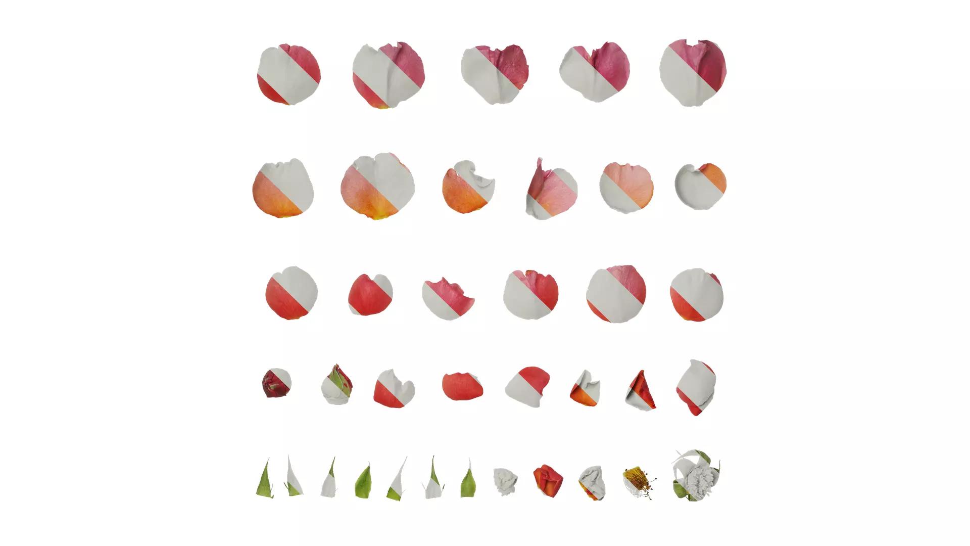 Anydrafts Rosa rugosa Flower 54 Texture_0