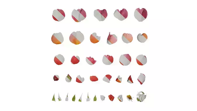 Anydrafts Rosa rugosa Flower 54